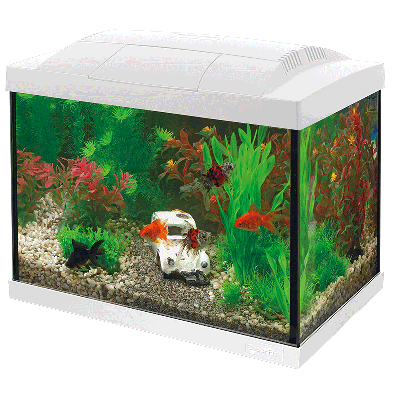 Starter 20 Aquarium Kit – modernes 16L Aquarium mit stilvollem Design.