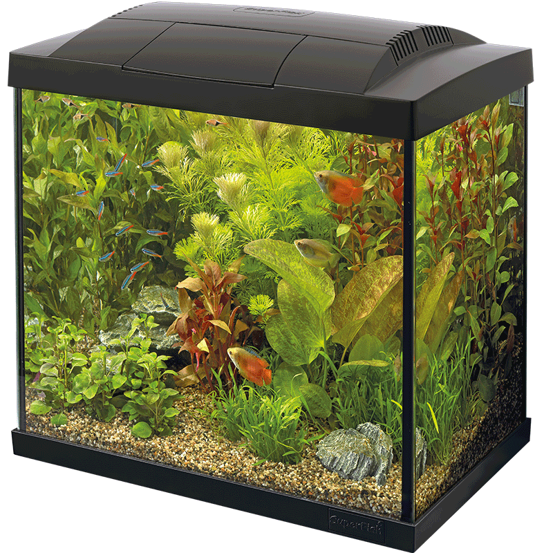 Start 50 Tropical Kit mit tropischen Fischen und LED-Beleuchtung in modernem Design