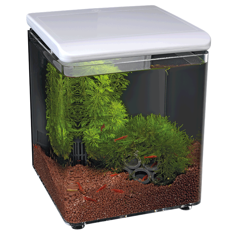 Home 8 Süßwasser Aquarium mit LED-Beleuchtung und Dekoration