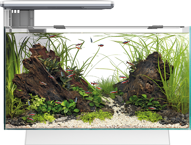 Quadro Pro 40 Weiß Aquarium – modernes Design für stilvolle Aquarienfreunde