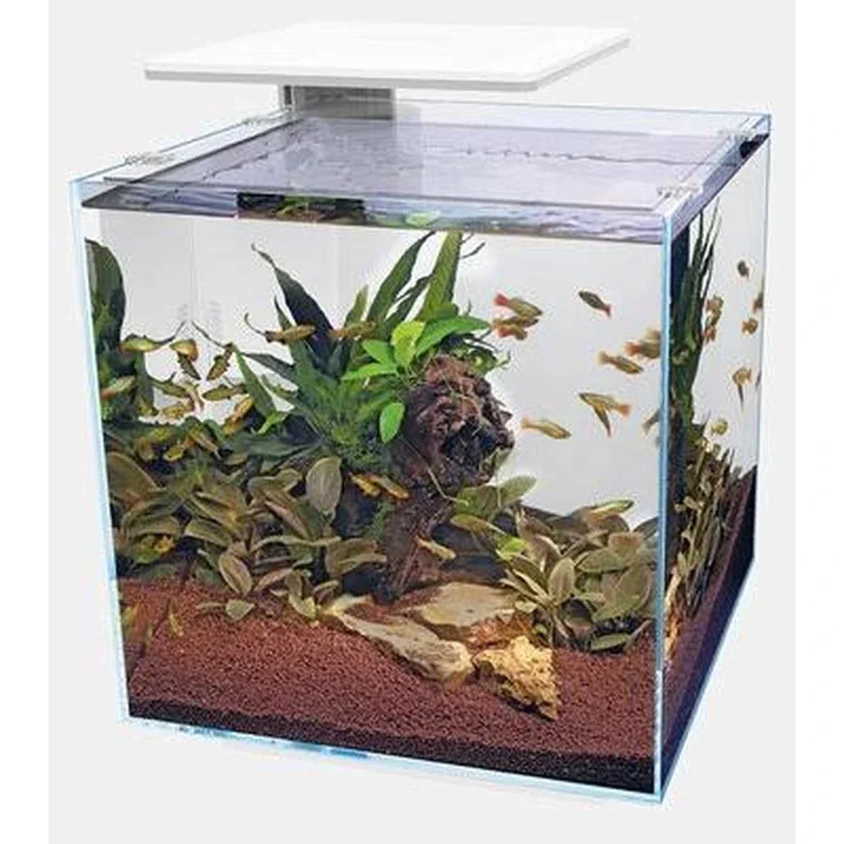 QubiQ 30 Pro Weiß – kompaktes Aquarium mit starker Beleuchtung